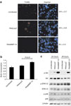 Figure 5 - Unfortunately we are unable to provide accessible alternative text for this. If you require assistance to access this image, please contact help@nature.com or the author